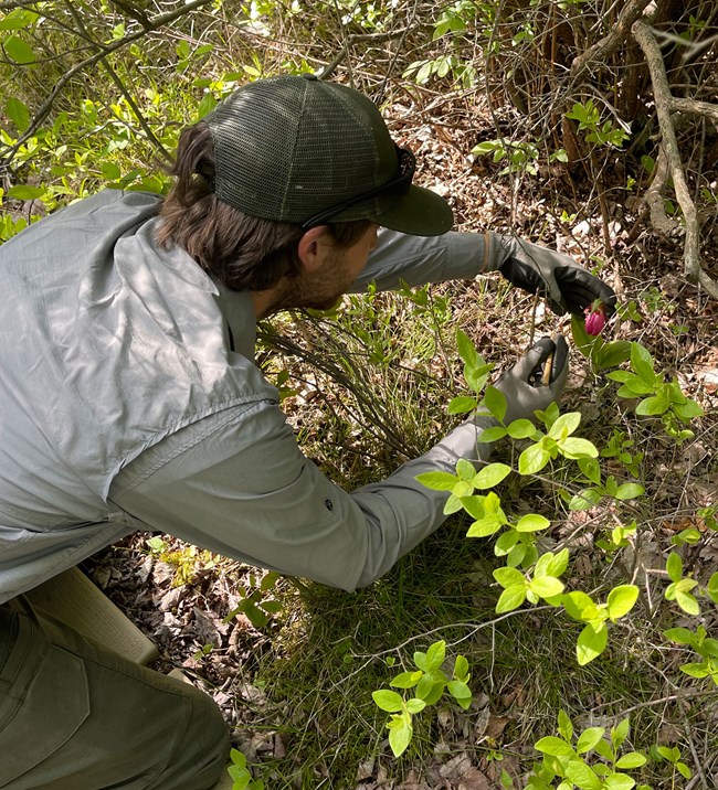 Photo of national park employee Zachary Lindeman pollinating a Pink Lady flower at Pinhook Bog.