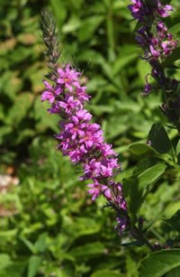 purple loosestrife in flower