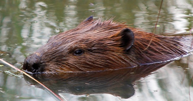 beaver swimming in body of water