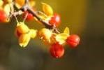 The fruit of oriental bittersweet