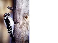 a small woodpecker on the side of a tree trunk