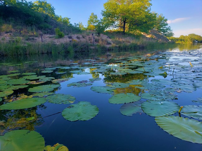 Lilies in water next to dune