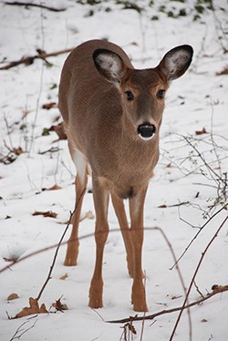 White-tailed Deer White-tailed Deer