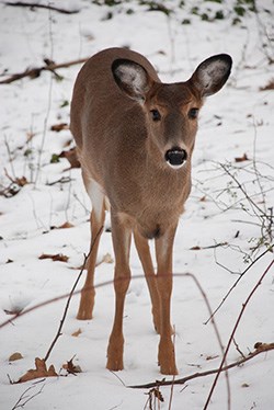 White-tailed Deer