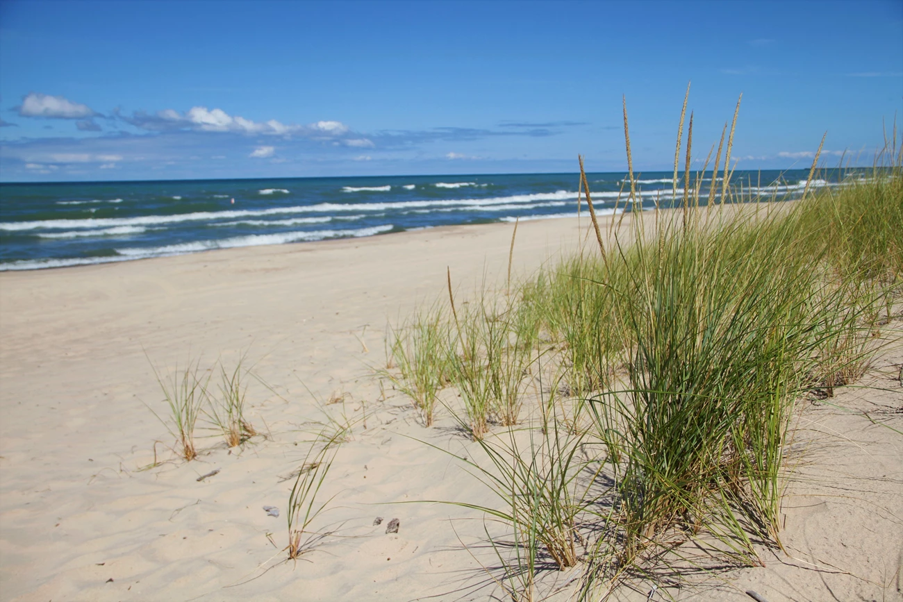 Marram grass grows alongside the shoreline.