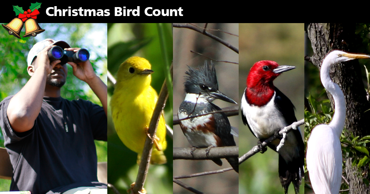 2020 Audubon Christmas Bird Count at Indiana Dunes National Park. Park visitor with binoculars viewing photos of birds at the national park.