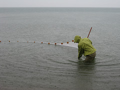 Scientist demonstrates seining at Indiana Dunes National Lakeshore's Bioblitz
