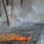 Backing surface fire in a oak savanna