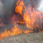 Wildfire burning in a marsh