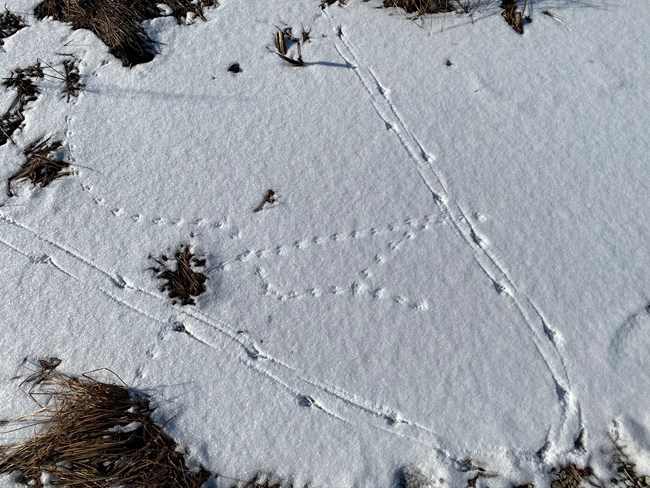 Snow covered surface with multiple sets of animal tracks crisscrossing the surface