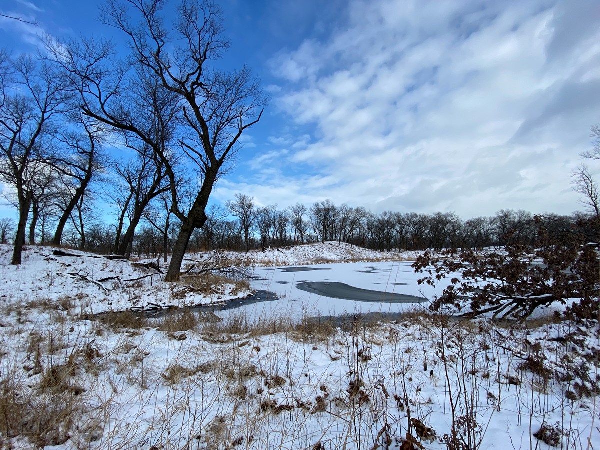 Background: a thin blanket of snow covers the gently sloping dunes in Miller Woods. Bare oaks' silhouettes stand against the bright blue sky. In the foreground, dried and dead vegetation poke through the snow layer