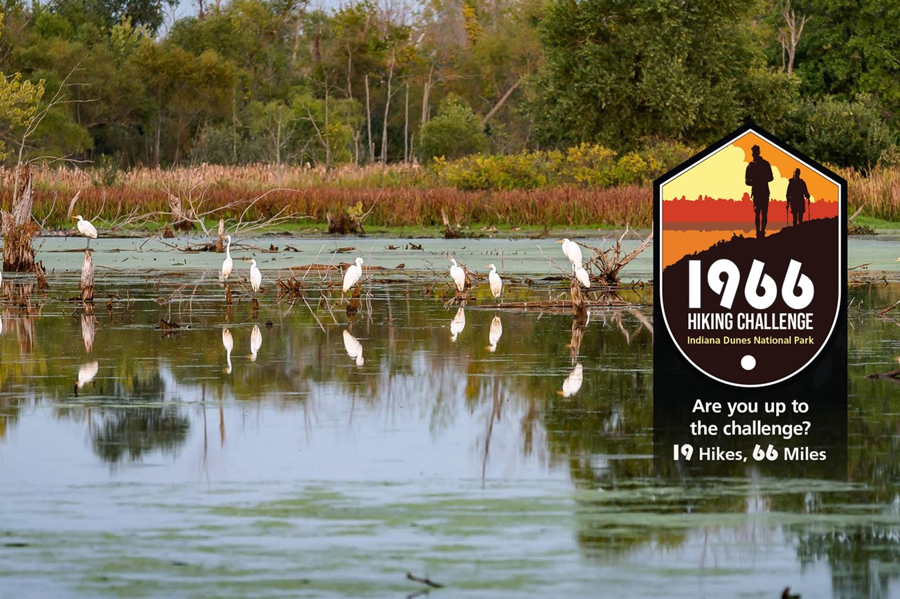 Flock of tall birds in the water surrounded by marshy plants and a forest.