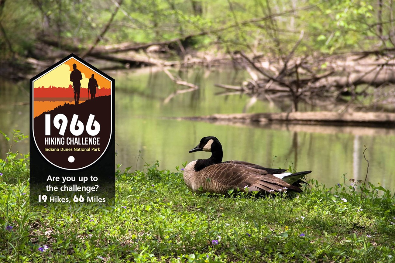 A Canada goose sits among plants along a green-tinged river. An icon with a pair of silhouetted hikers against a dunes landscape reads: 1966 Hiking Challenge, Indiana Dunes National Park. Underneath reads: are you up to the challenge? 19 hikes, 66 miles