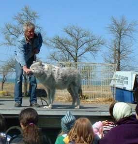 man standing on an outdoor stage with a live wolf