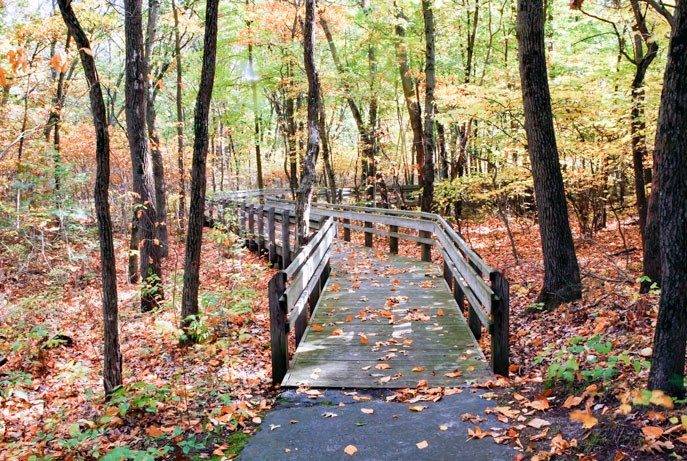Calumet Dunes trail in the fall.