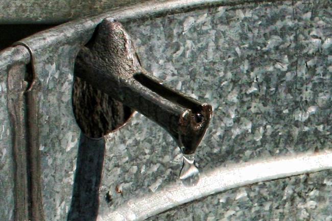 Maple tree sap falling from the spile into the collection bucket