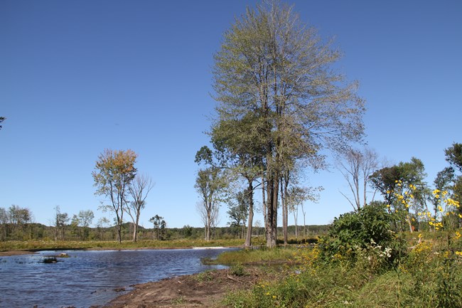 Large tree growing next to a pond.  Yellow flowers can be seen on the right.