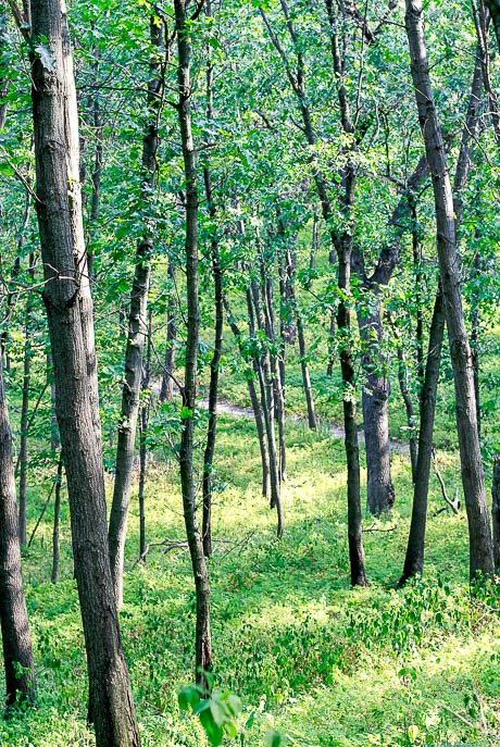 Cowles Bog Trail
