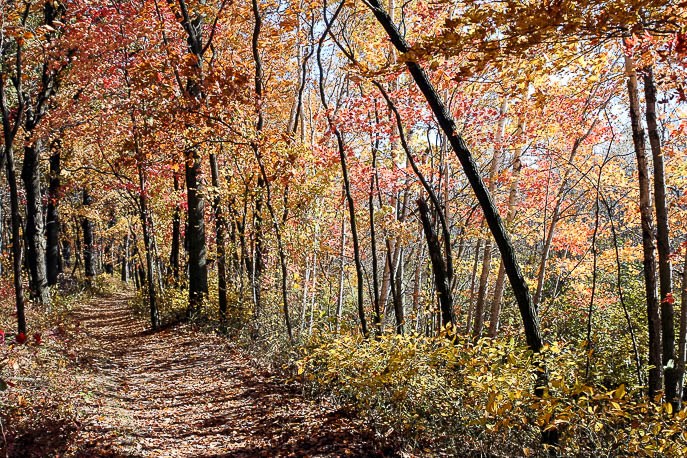 Cowles Bog Trail
