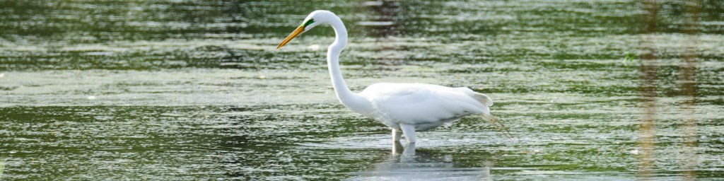 Great Marsh Trail