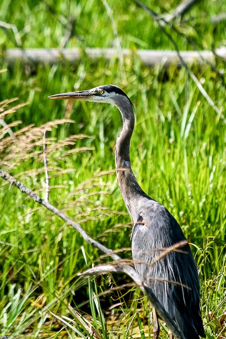 Great Marsh Trail