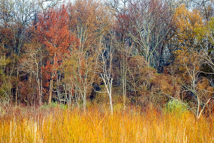 Great Marsh Trail