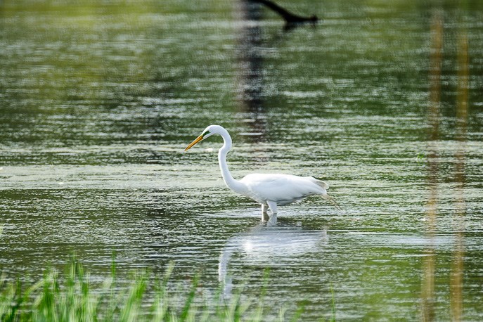 Great Marsh Trail