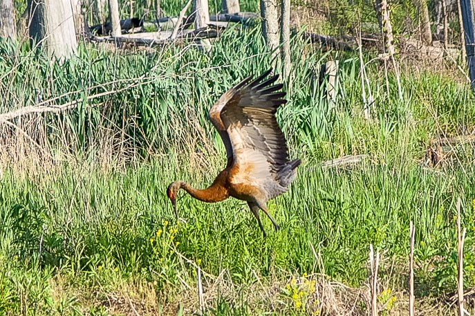 Great Marsh Trail