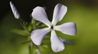 Heron Rookery Wild Flower