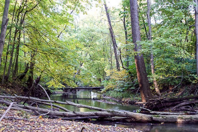 Heron Rookery Trail