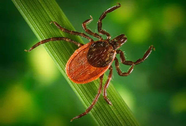 Blacklegged tick on a leaf.