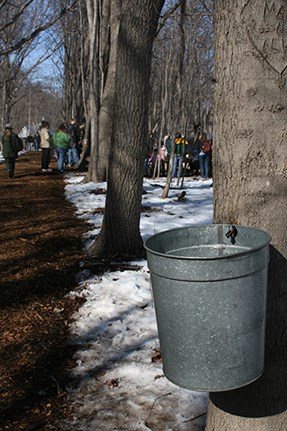 Maple Sugar Time