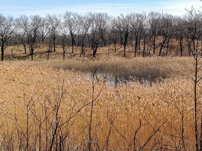 Miller Woods Trail