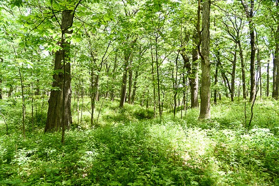 Hobart Woodland Trail