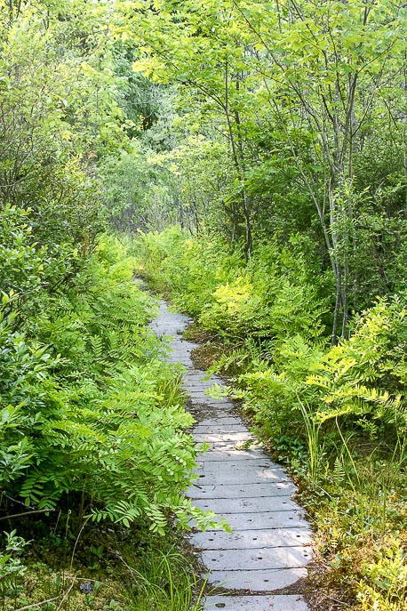 Pinhook Bog Trail
