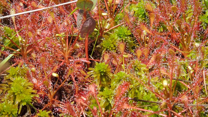 Pinhook Bog Trail