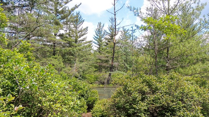 Pinhook Bog Trail