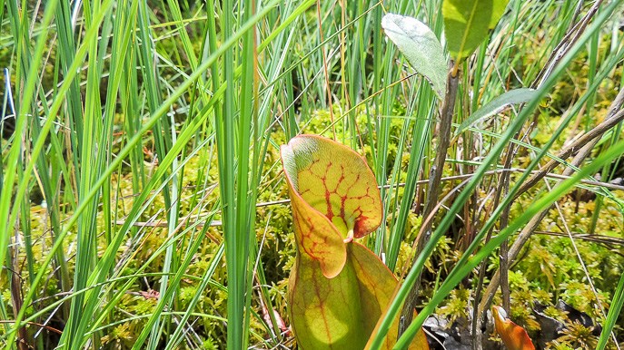 Pinhook Bog Trail
