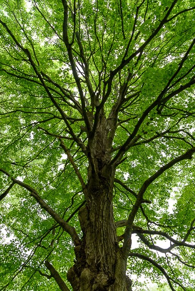 Towering tree on the Pinhook Upland trail.