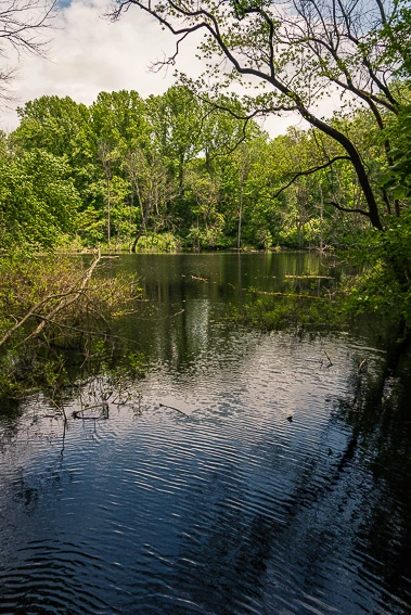 Secluded wetland on the Pinhook Upland trail.