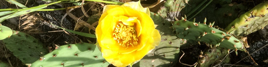 Tolleston Dunes Trail