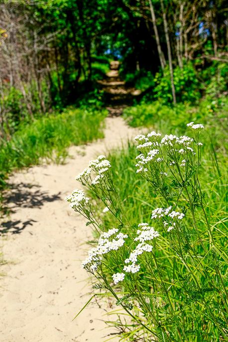 Tolleston Dunes Trail
