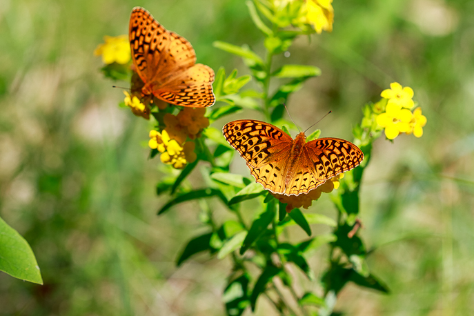 Tolleston Dunes Trail