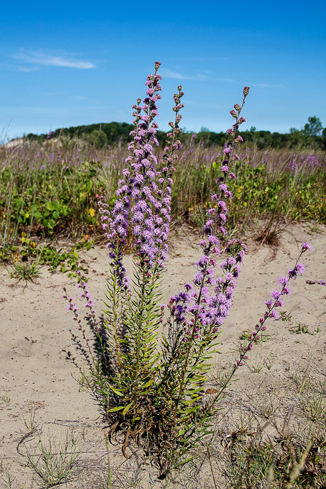 West Beach Trail