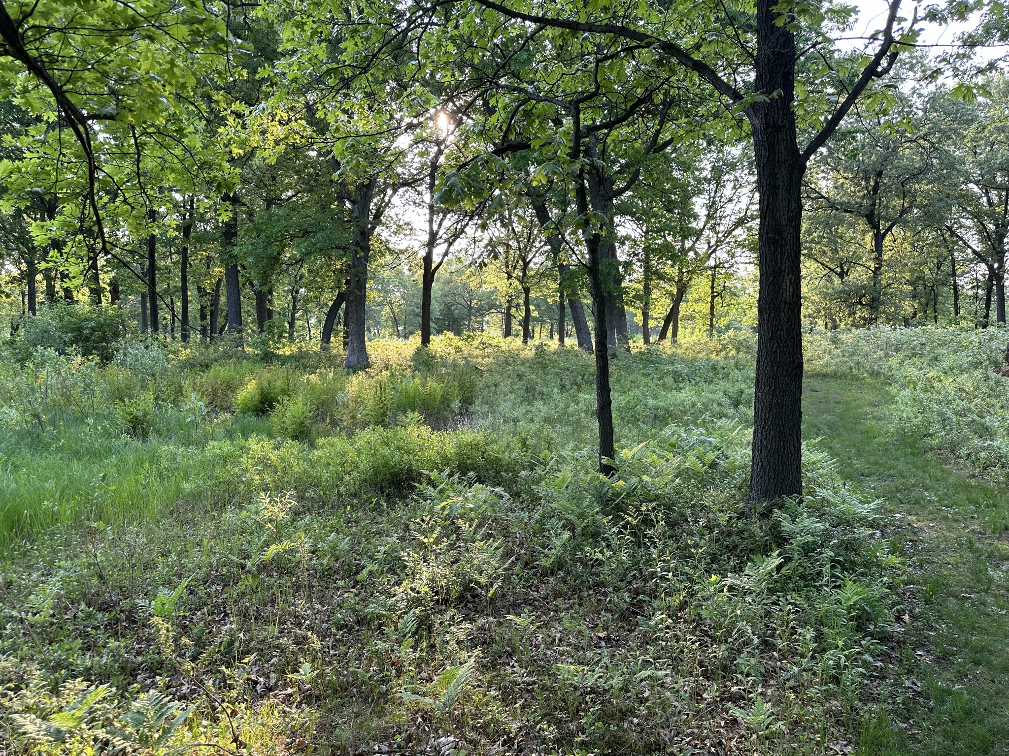Sunlight filters through an oak savanna scene