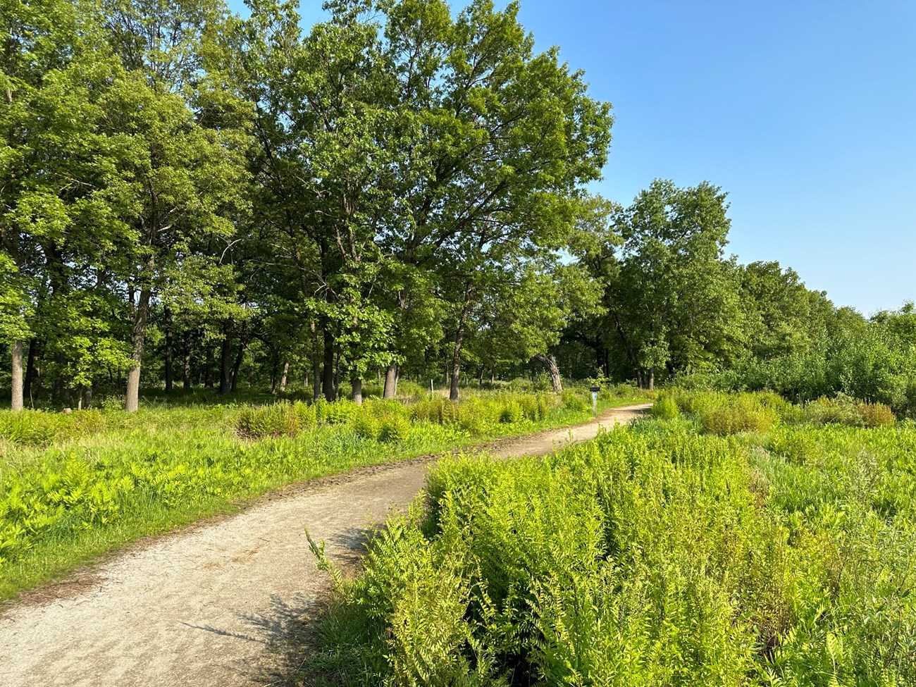 Sunny scene with a gravel trail separating a prairie habitat on the right with a savanna habitat on the left. Bright blue sky.