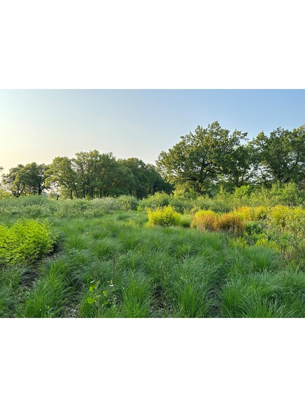 Open prairie area with grasses and ferns in foreground; scattered oaks line the background beneath a clear blue sky.