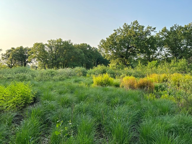 Open prairie area with grasses and ferns in foreground; scattered oaks line the background beneath a clear blue sky.