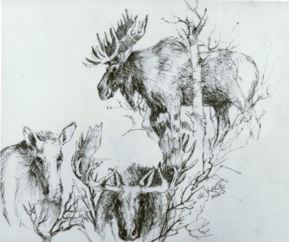 An ink drawing shows two moose with antlers and one without