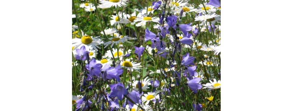 A photograph shows a field of purple bluebell flowers and white daisies